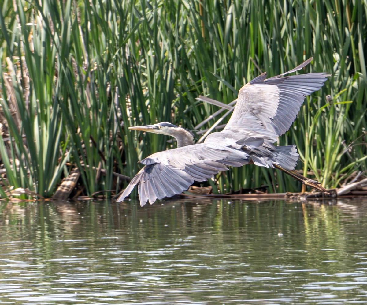 Great Blue Heron - ML637992869