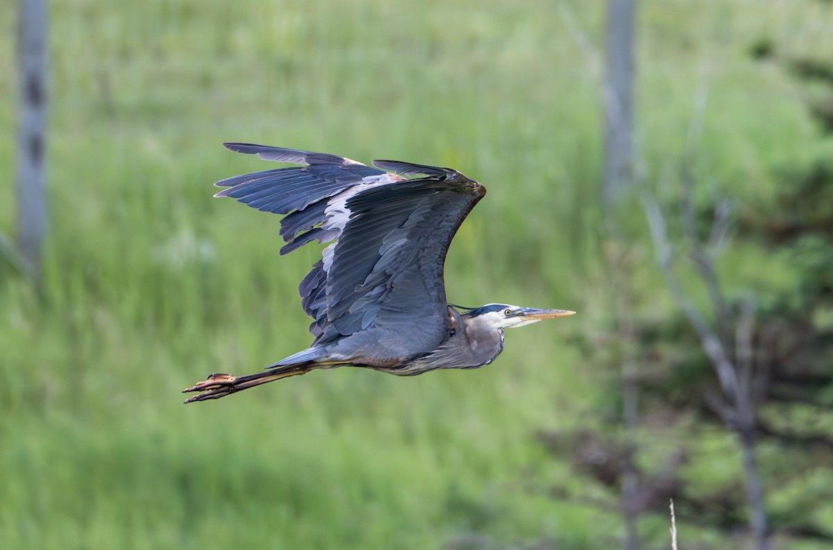 Great Blue Heron - ML637992870