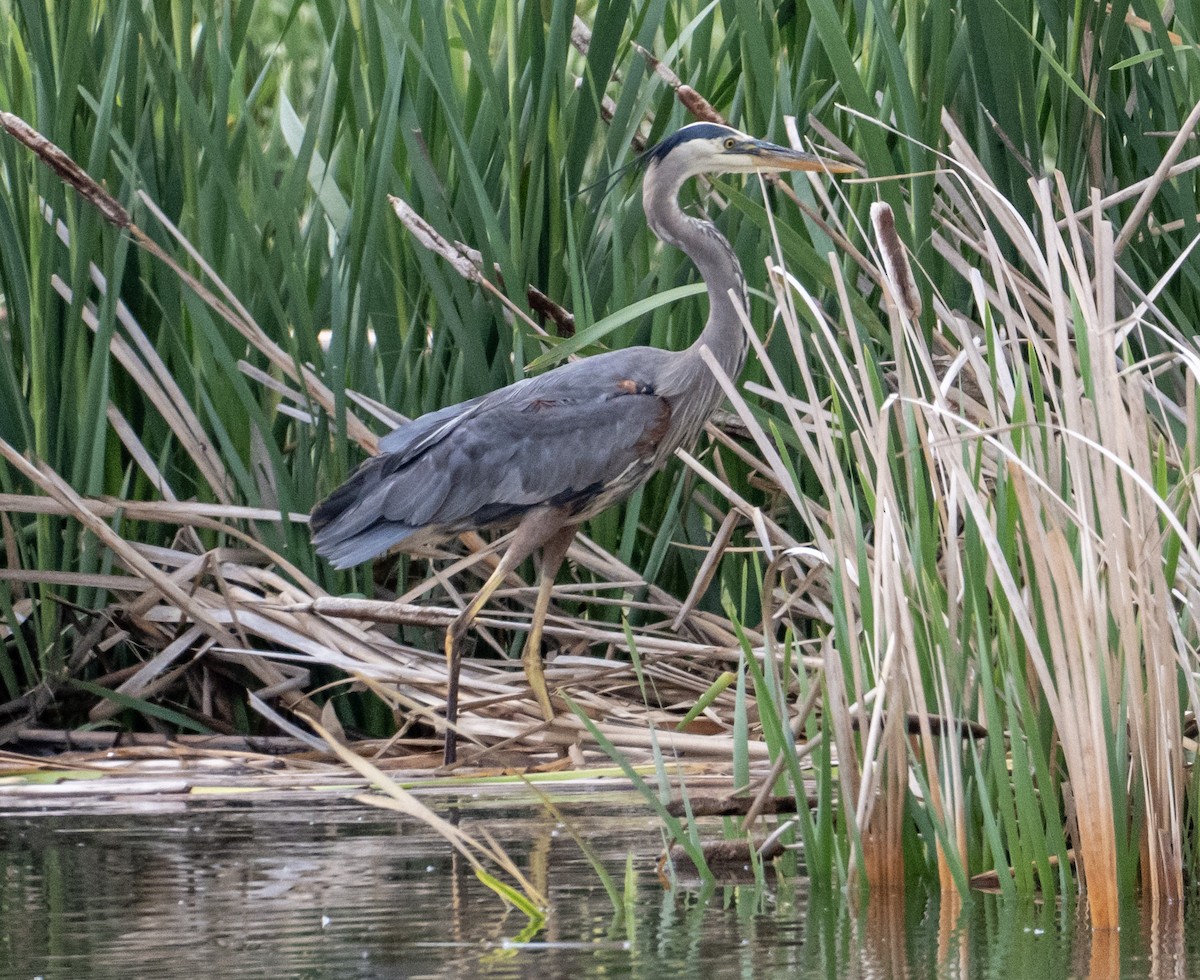 Great Blue Heron - ML637992871