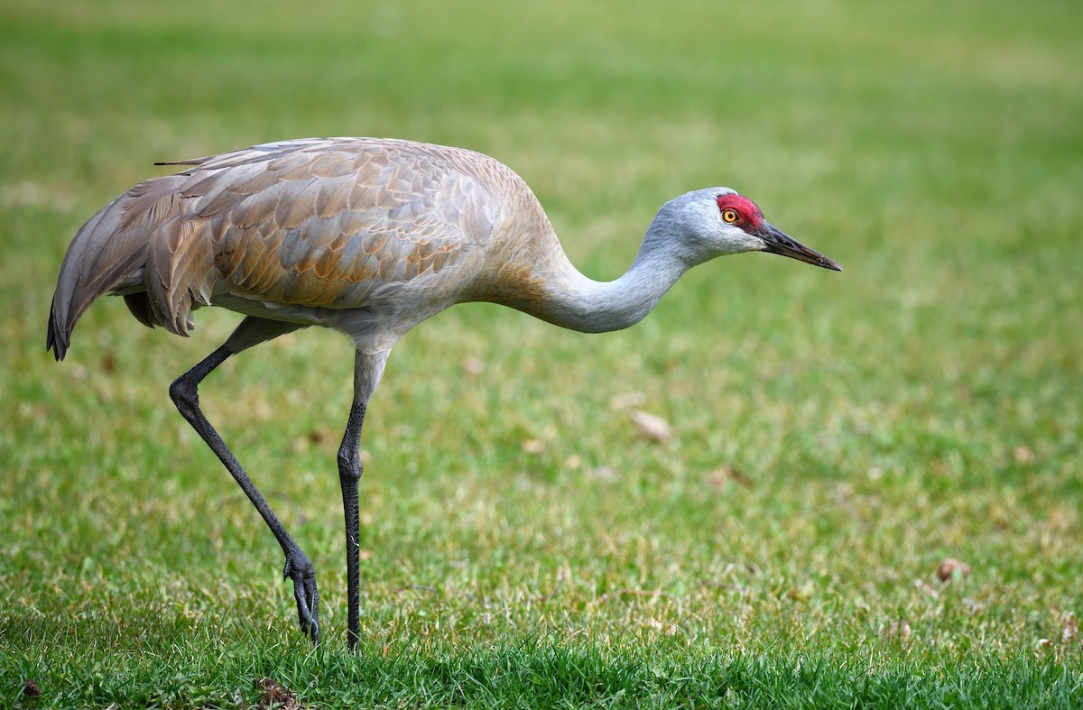 Sandhill Crane - ML637992872