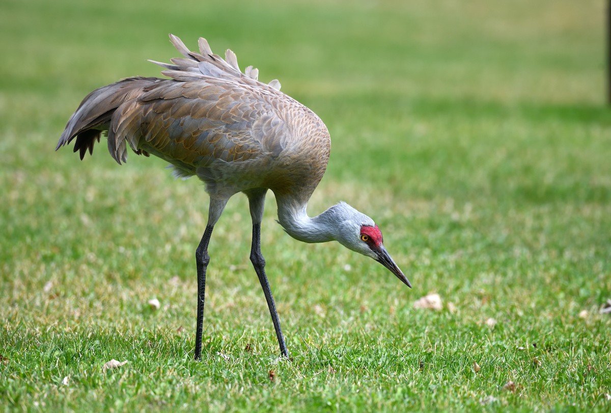 Sandhill Crane - ML637992874