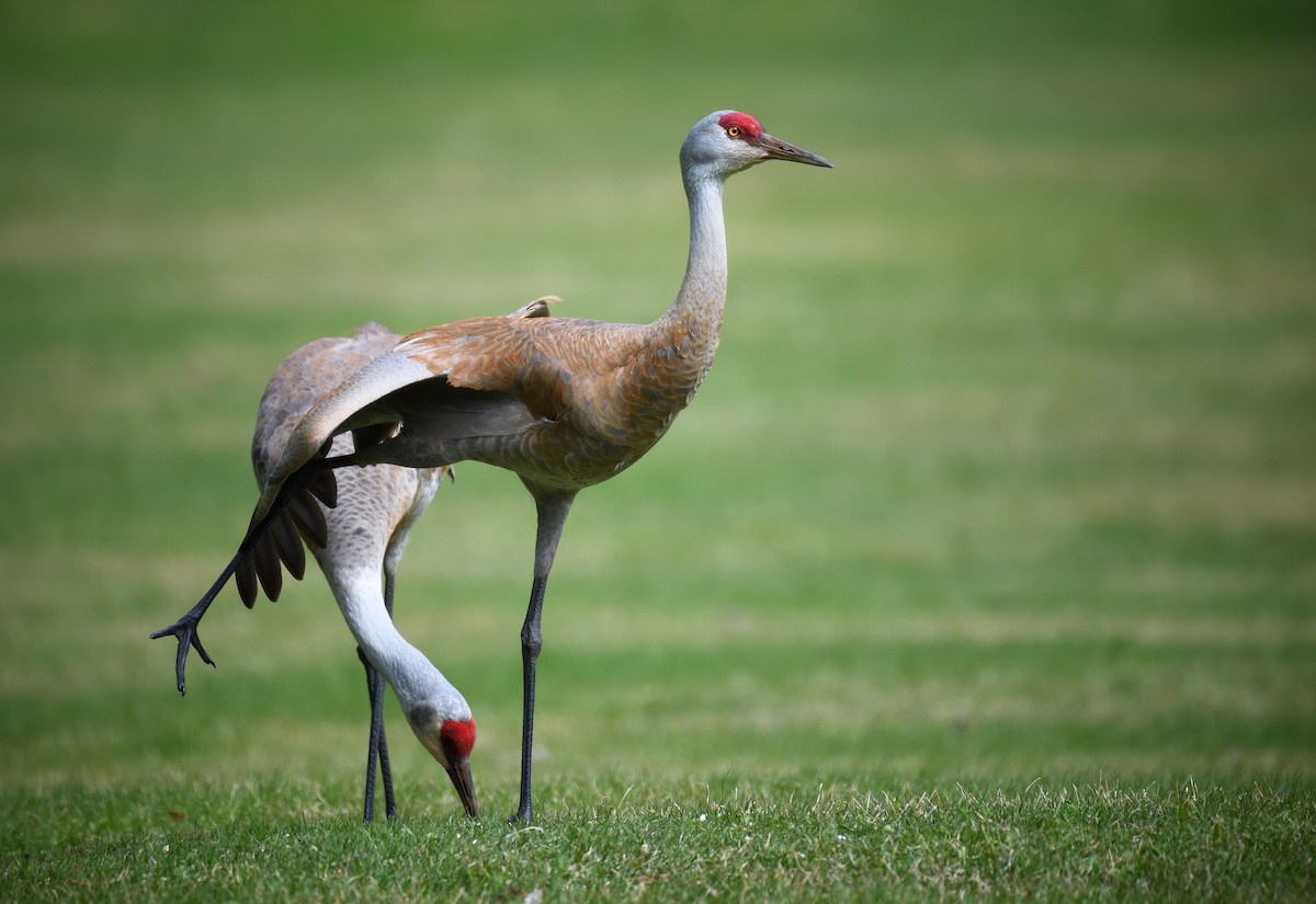 Sandhill Crane - ML637992875