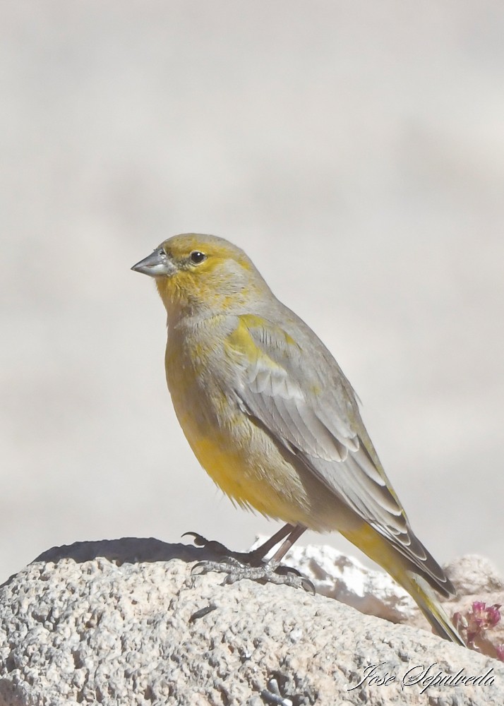 Bright-rumped Yellow-Finch - ML637992885