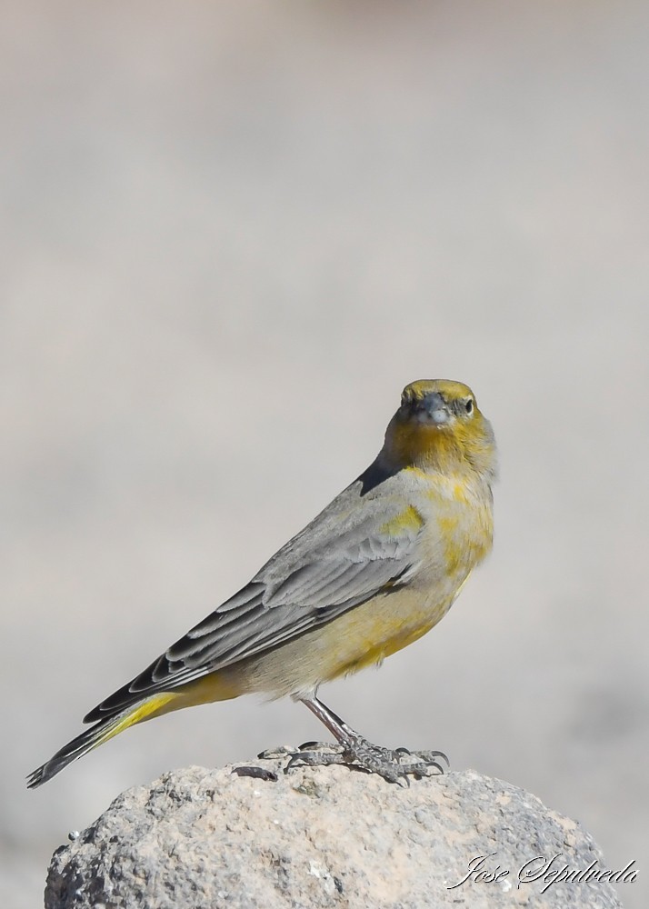 Bright-rumped Yellow-Finch - ML637992887
