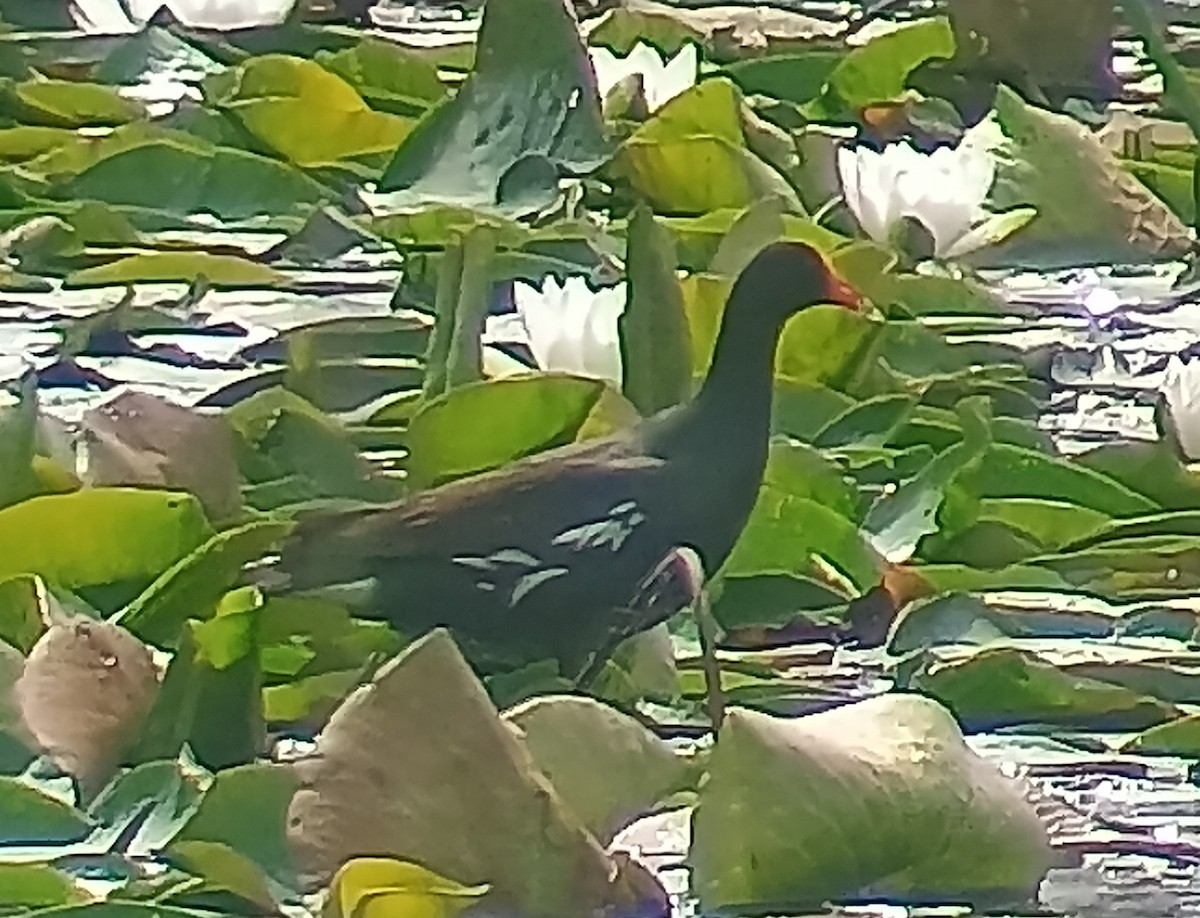 Common Gallinule - ML637992889