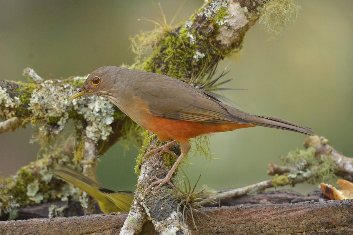 Rufous-bellied Thrush - ML637992895