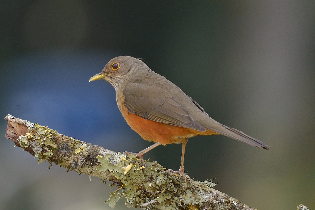 Rufous-bellied Thrush - ML637992896