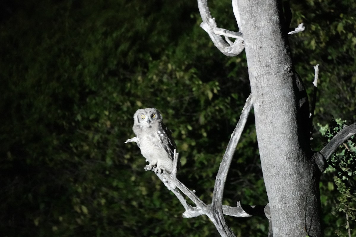 Spotted Eagle-Owl - ML637992914