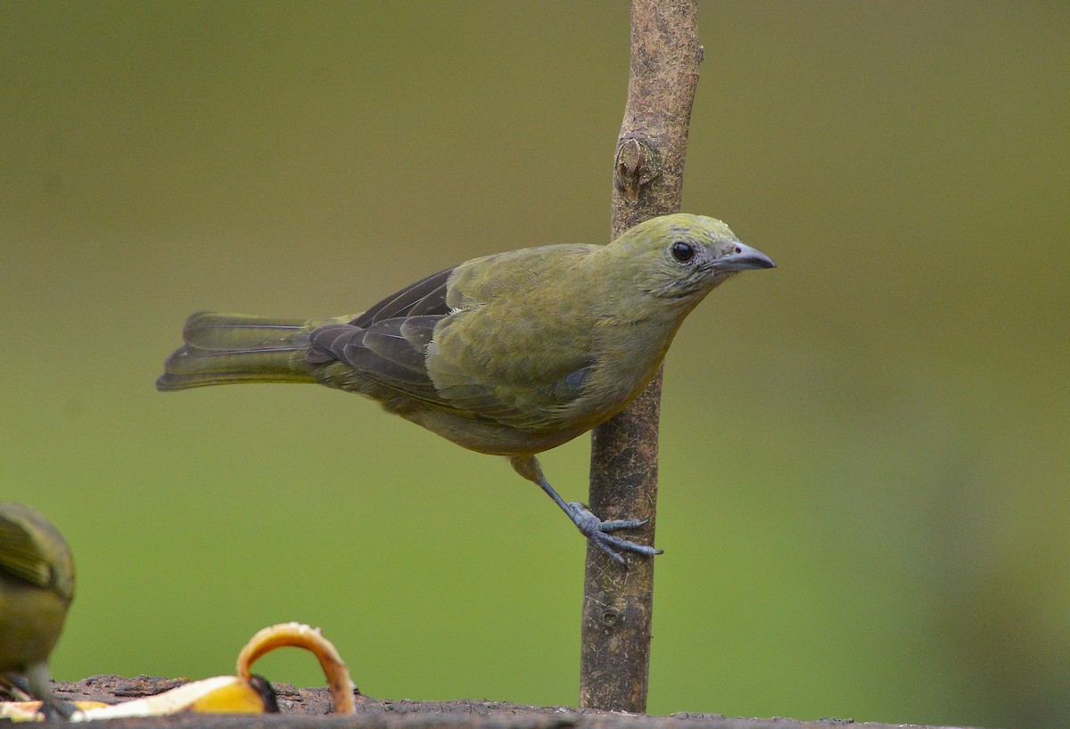 Palm Tanager - ML637992959