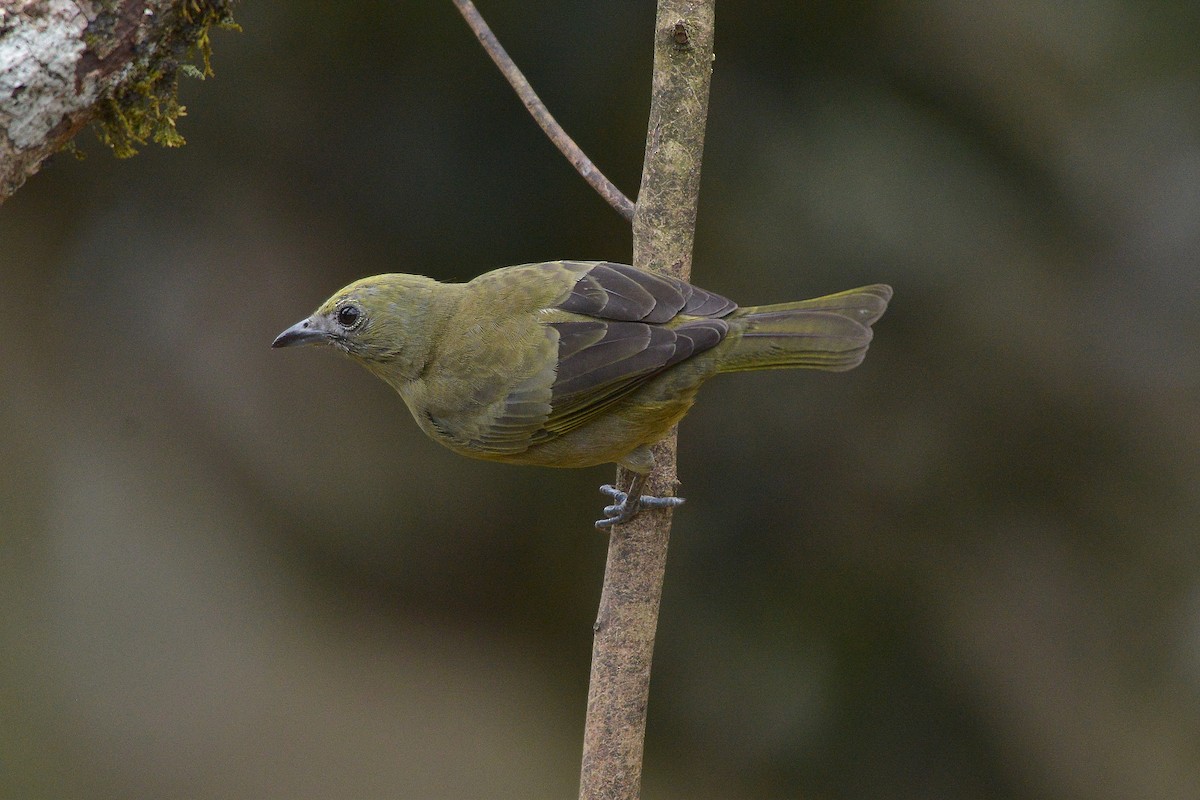 Palm Tanager - ML637992960