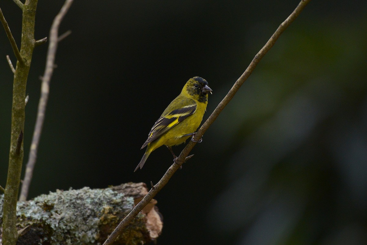 Hooded Siskin - ML637992996
