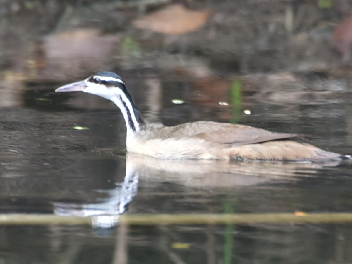 Sungrebe - ML637993042