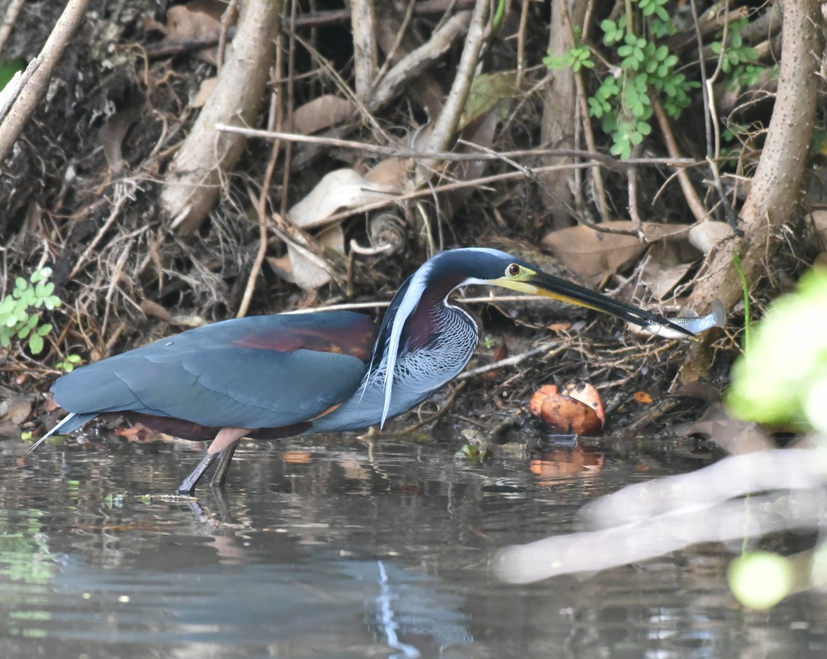 Agami Heron - ML637993057