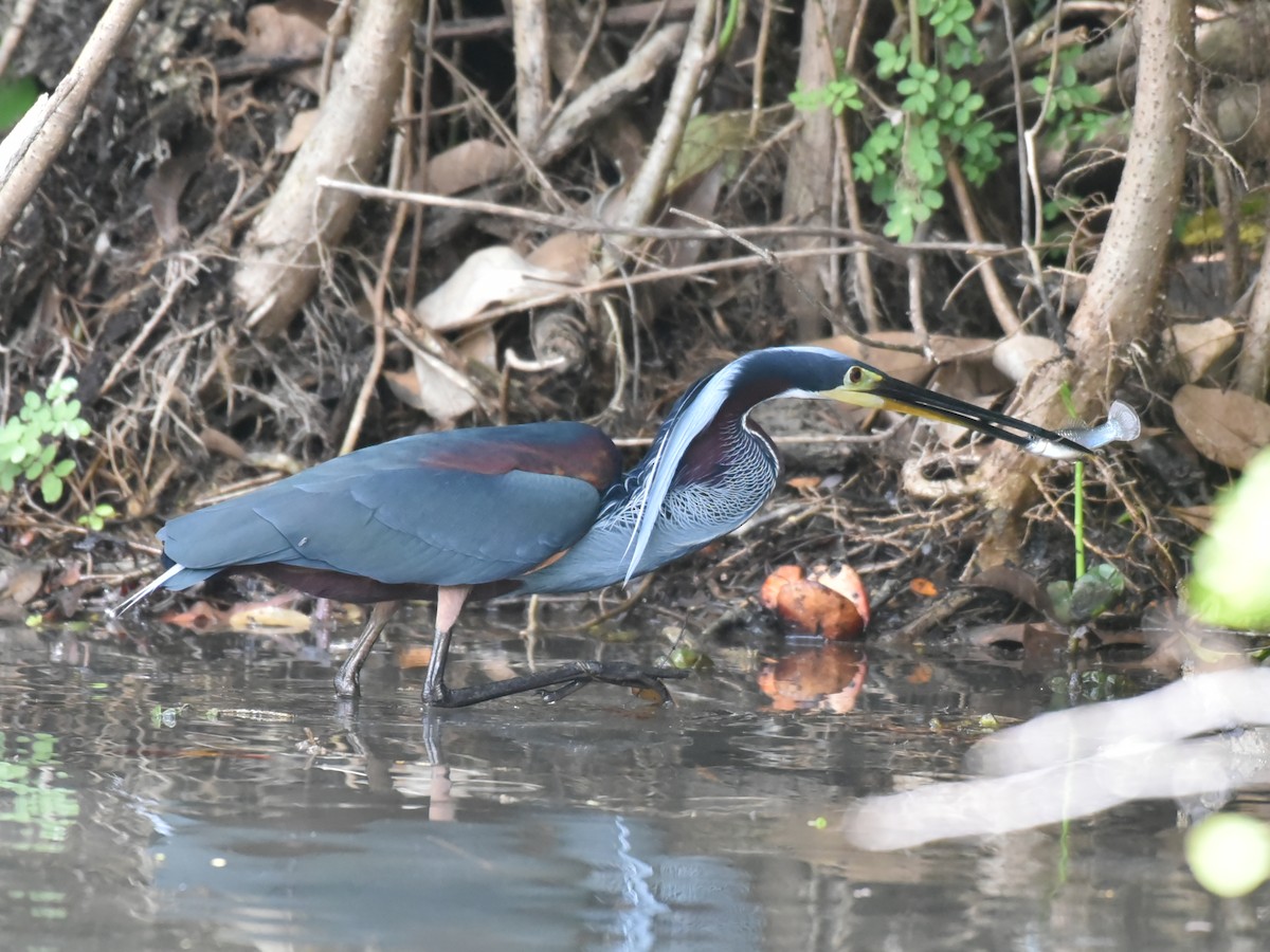 Agami Heron - ML637993058