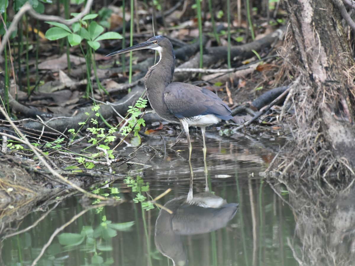 Agami Heron - ML637993059
