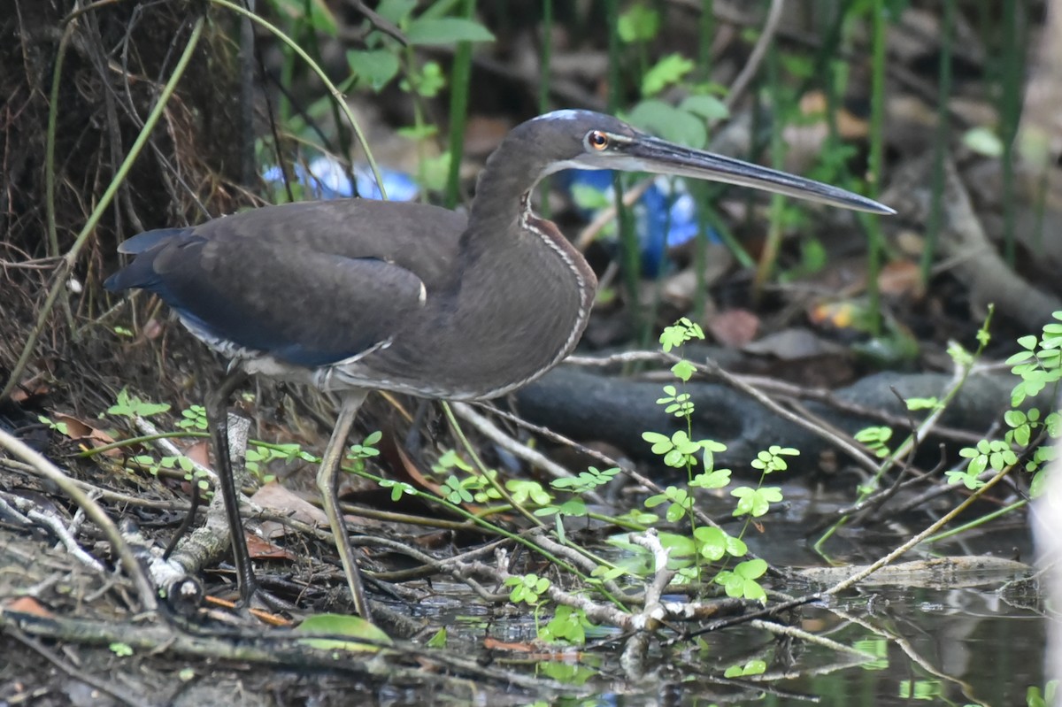 Agami Heron - ML637993088