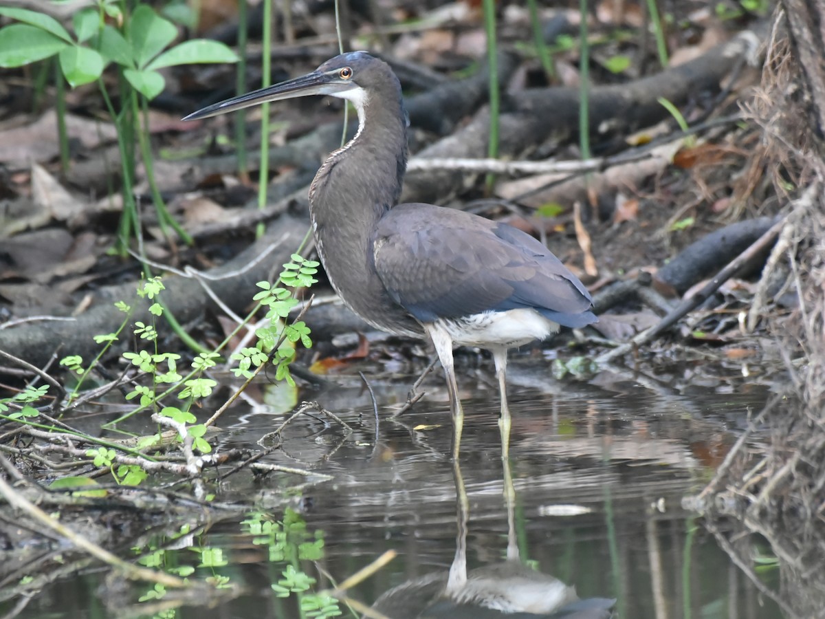 Agami Heron - ML637993089