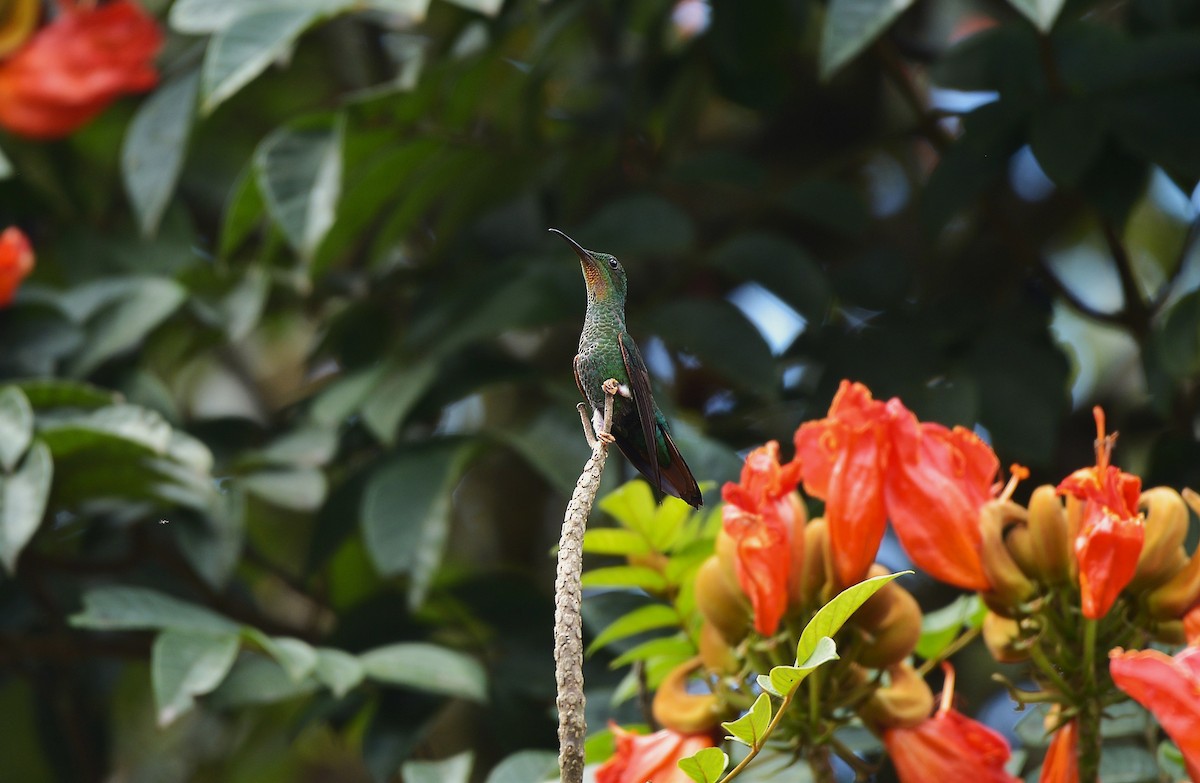 Colibrí Topacio - ML637993097