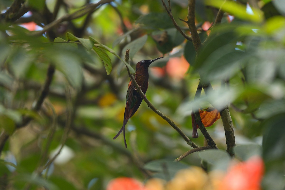 Colibrí Topacio - ML637993098