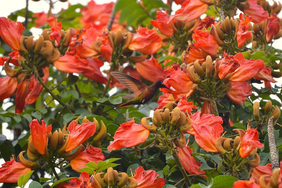 Colibrí Topacio - ML637993099