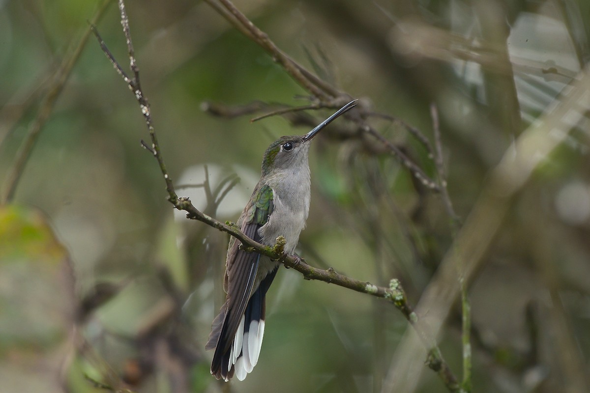 Gray-breasted Sabrewing - ML637993104