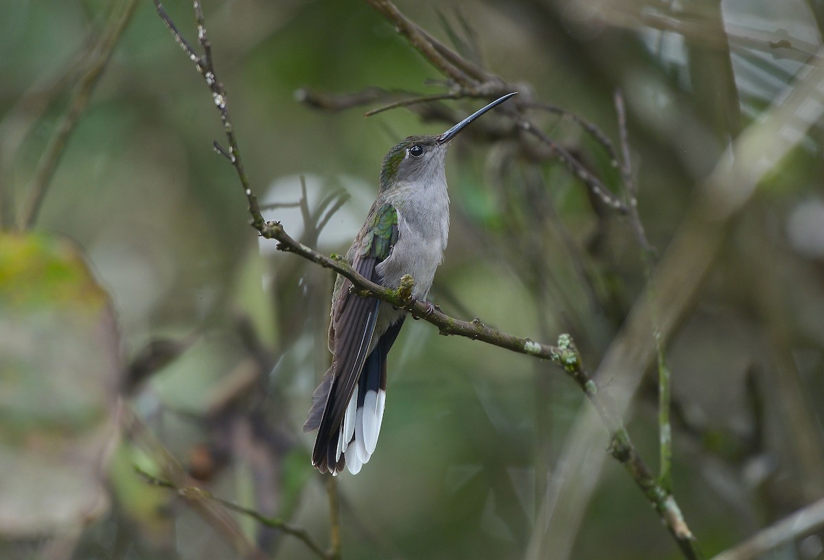 Gray-breasted Sabrewing - ML637993105