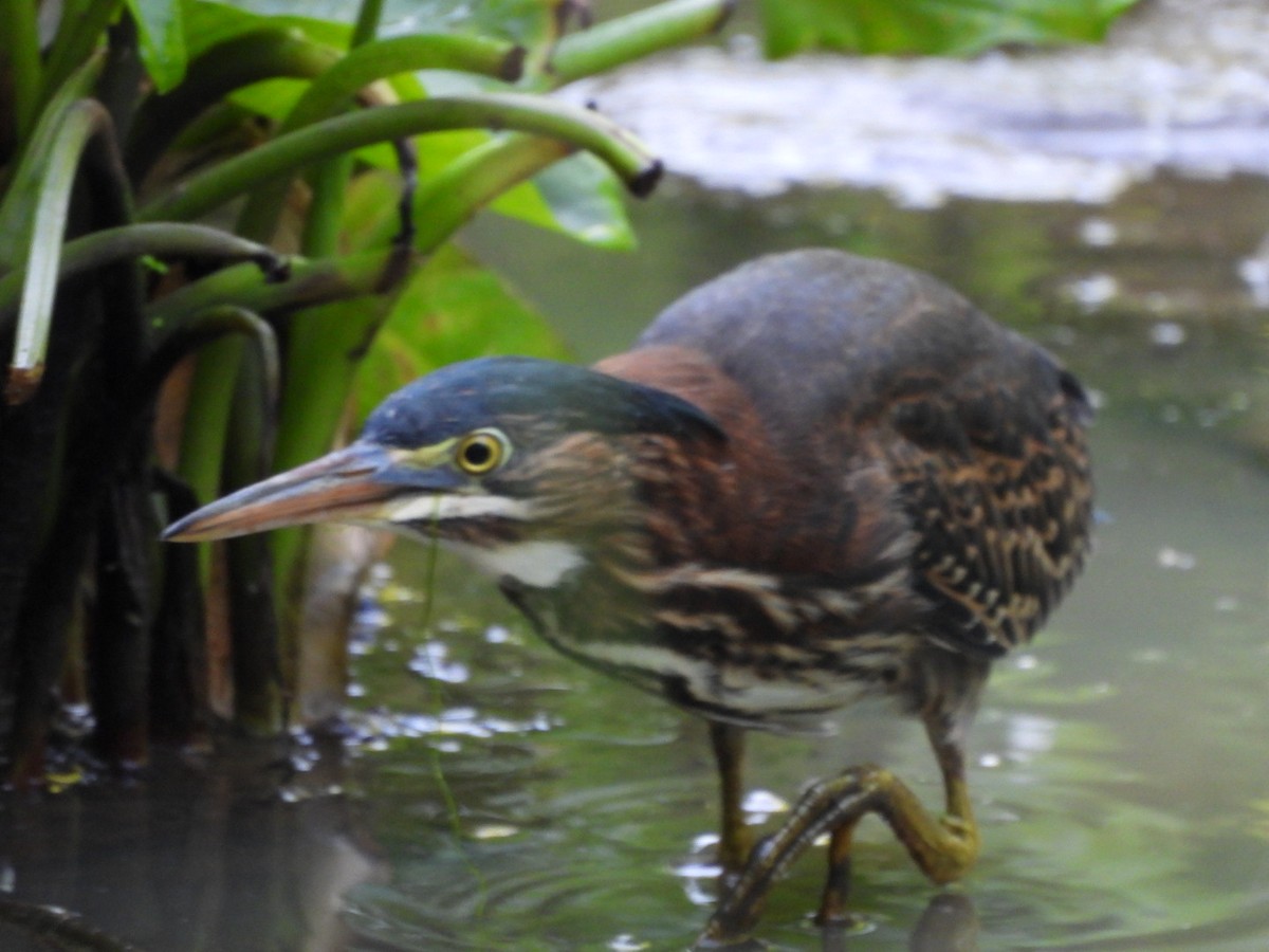 Green Heron - ML637993111