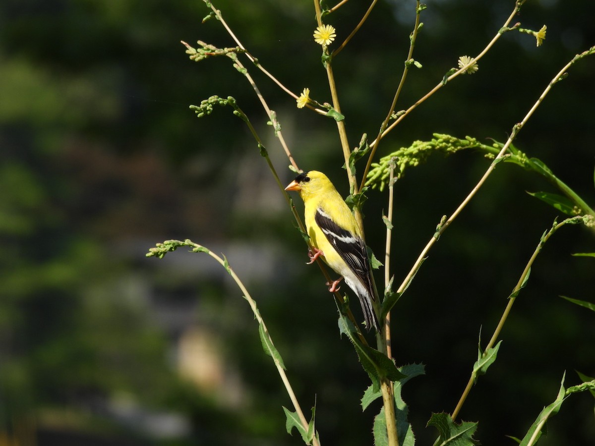 American Goldfinch - ML637993118