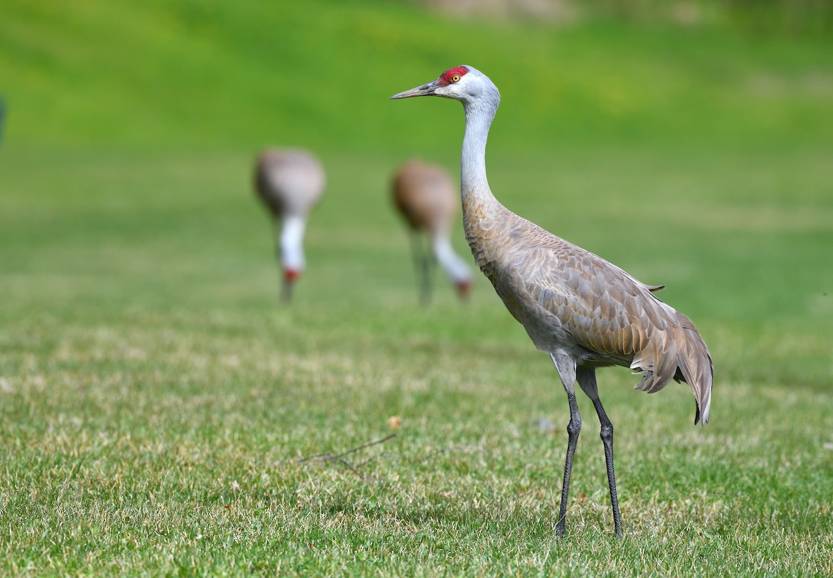 Sandhill Crane - ML637993119