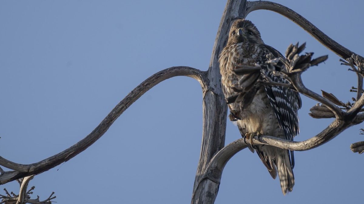 Red-shouldered Hawk - ML637993134