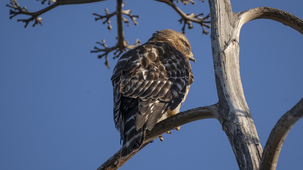 Red-shouldered Hawk - ML637993135