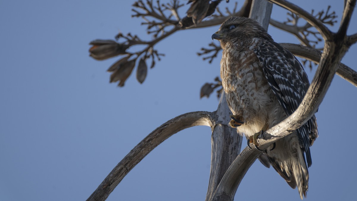 Red-shouldered Hawk - ML637993136