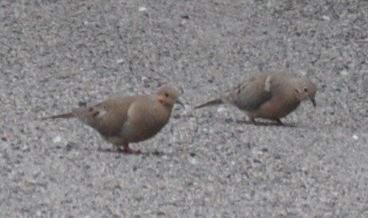 Mourning Dove - ML637993139