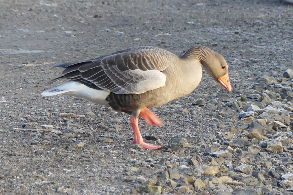 Graylag Goose - ML637993151