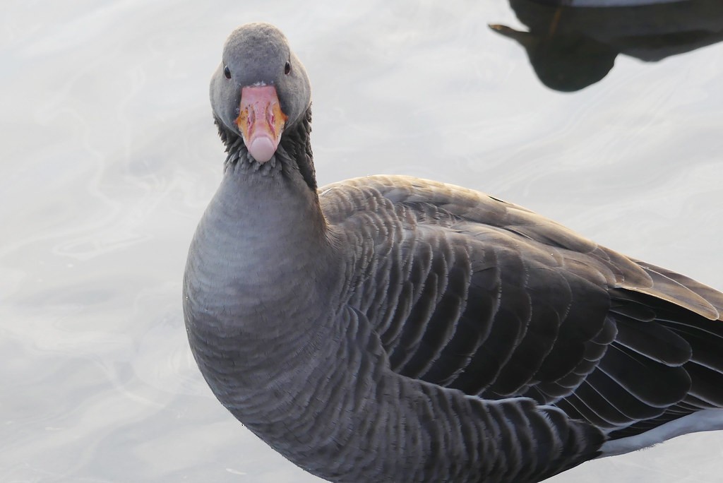 Graylag Goose - ML637993154