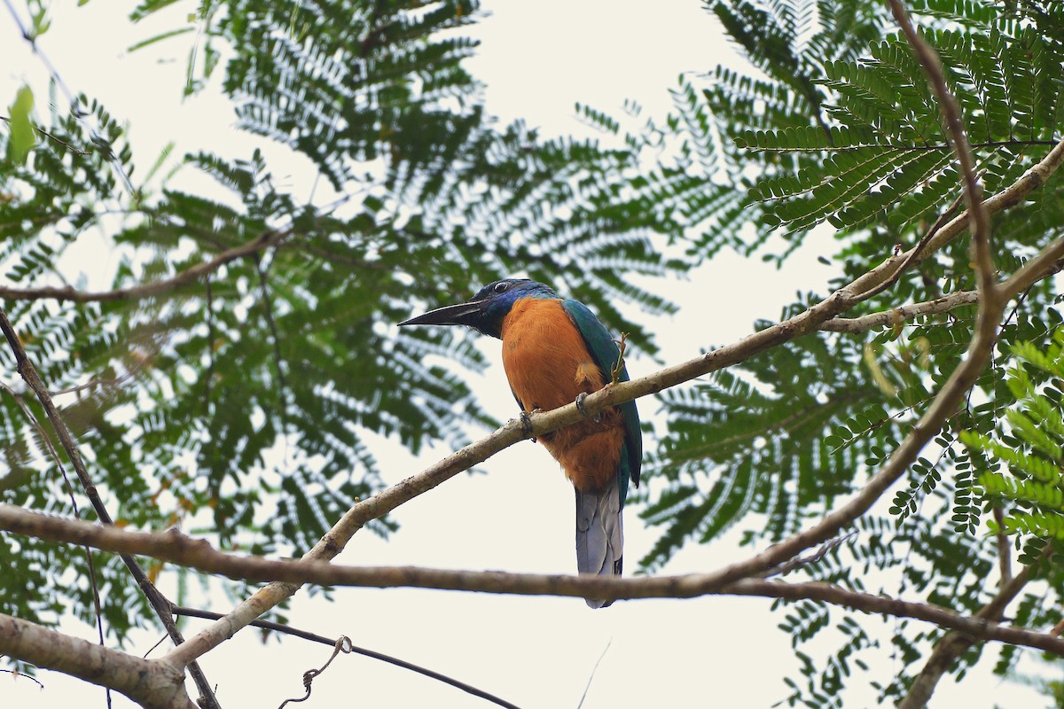 Great Jacamar - ML637993160