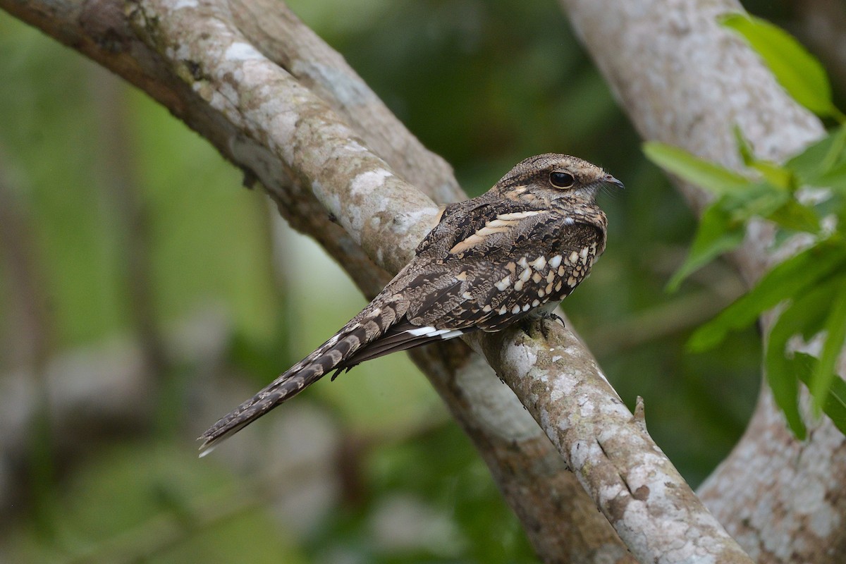 Ladder-tailed Nightjar - ML637993243