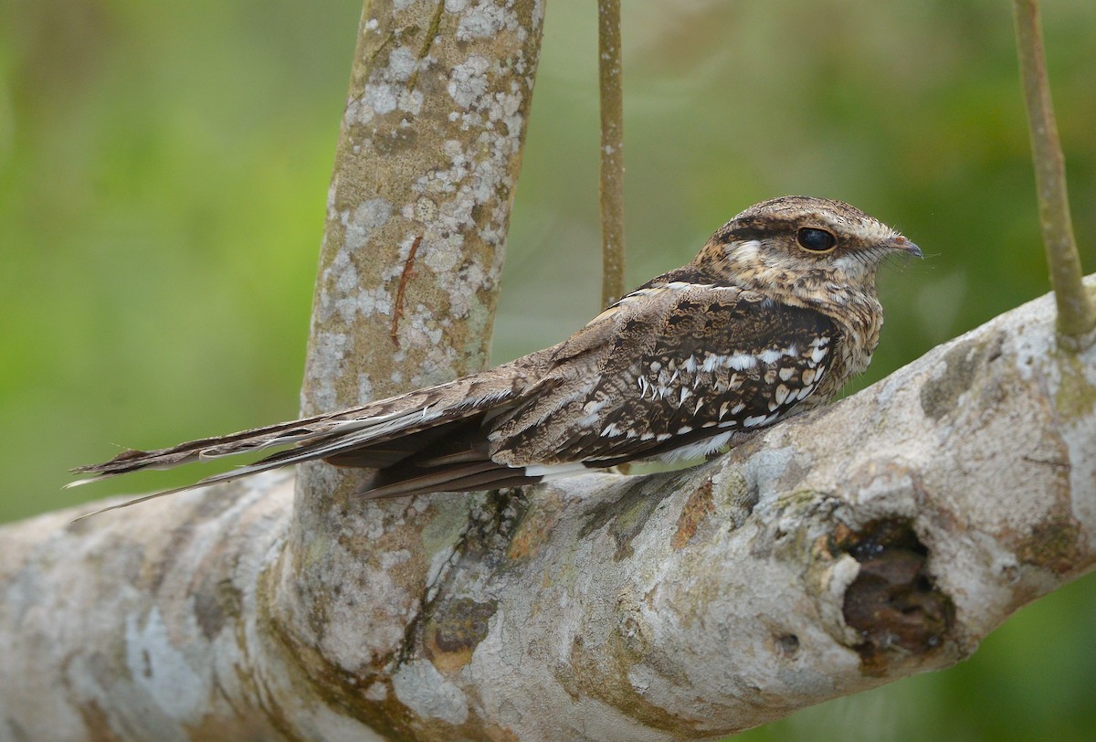 Ladder-tailed Nightjar - ML637993244