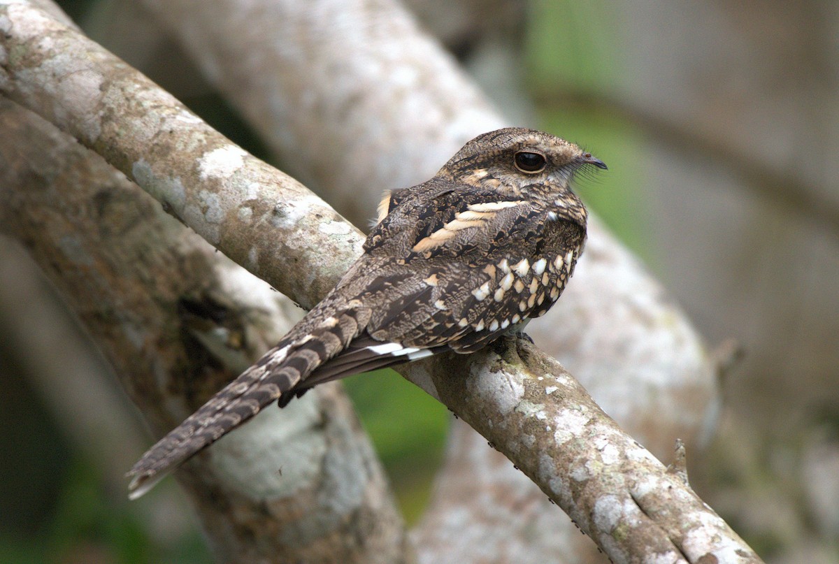 Ladder-tailed Nightjar - ML637993245