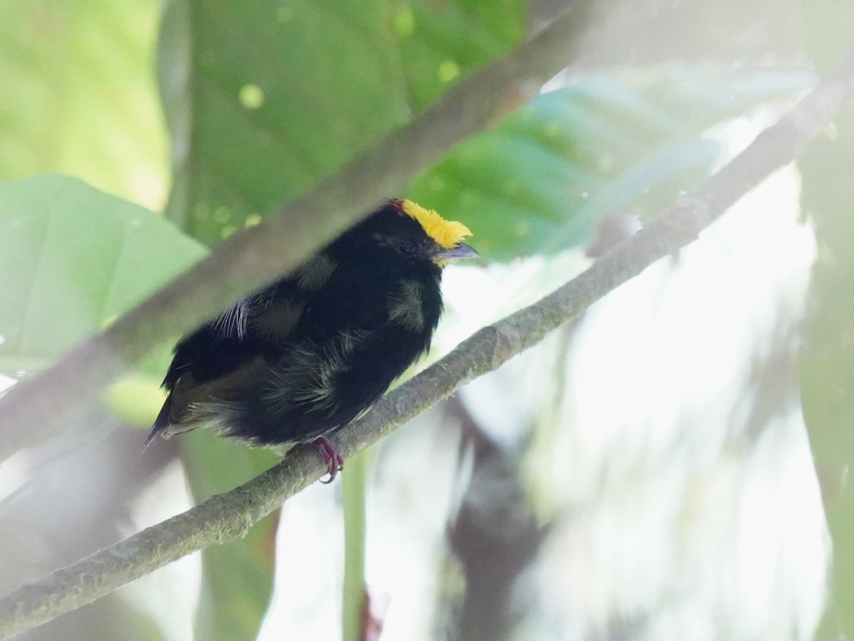 Golden-winged Manakin - ML637993251