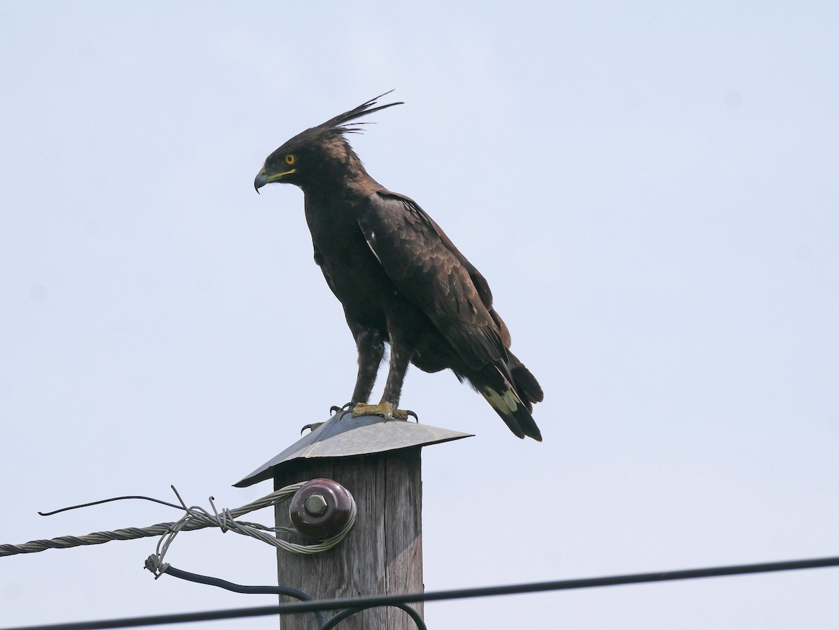 Long-crested Eagle - ML637993306