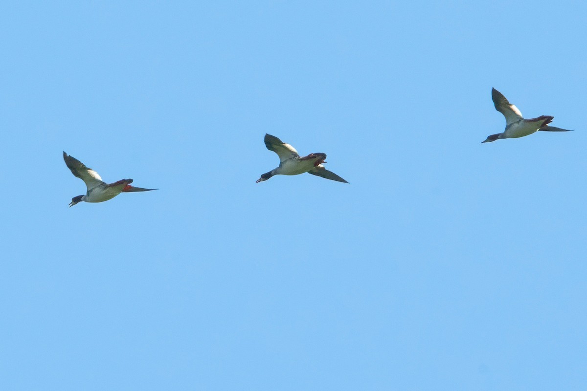 Common Merganser - ML637993310