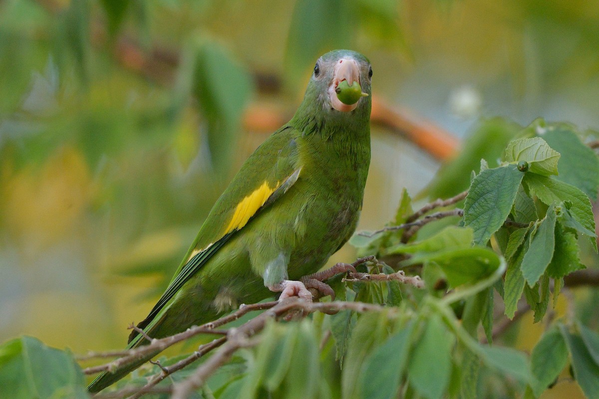 White-winged Parakeet - ML637993319