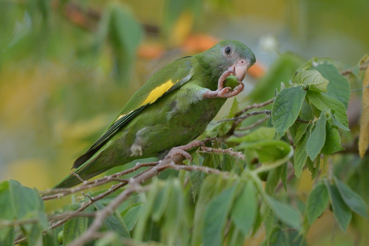 White-winged Parakeet - ML637993321