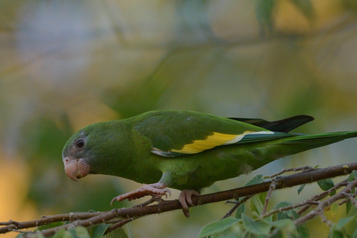White-winged Parakeet - ML637993322