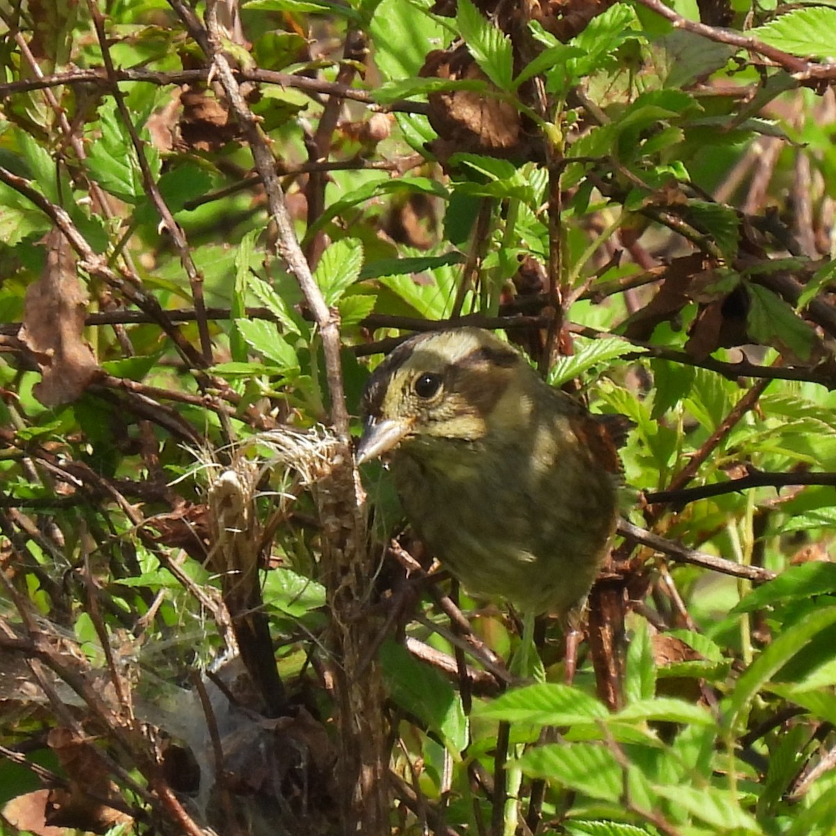 Swamp Sparrow - ML637993362