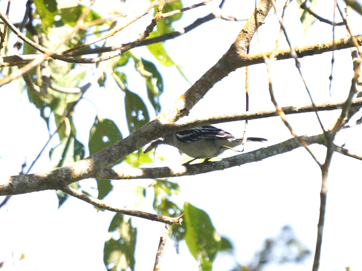 White-winged Becard - ML637993375