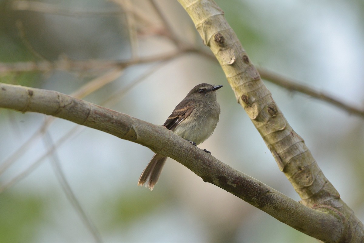 Fuscous Flycatcher - ML637993387