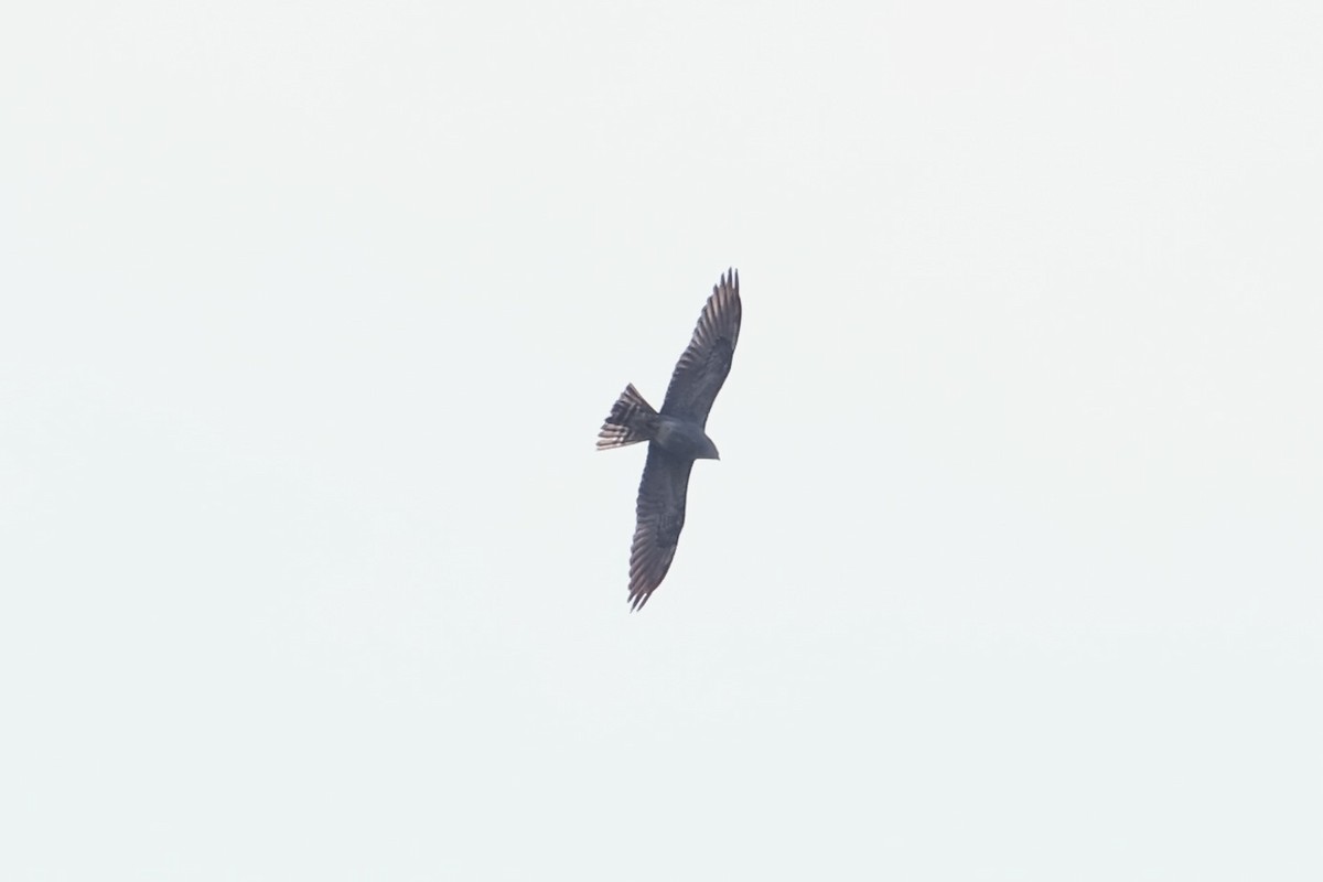 Mississippi Kite - ML637993396
