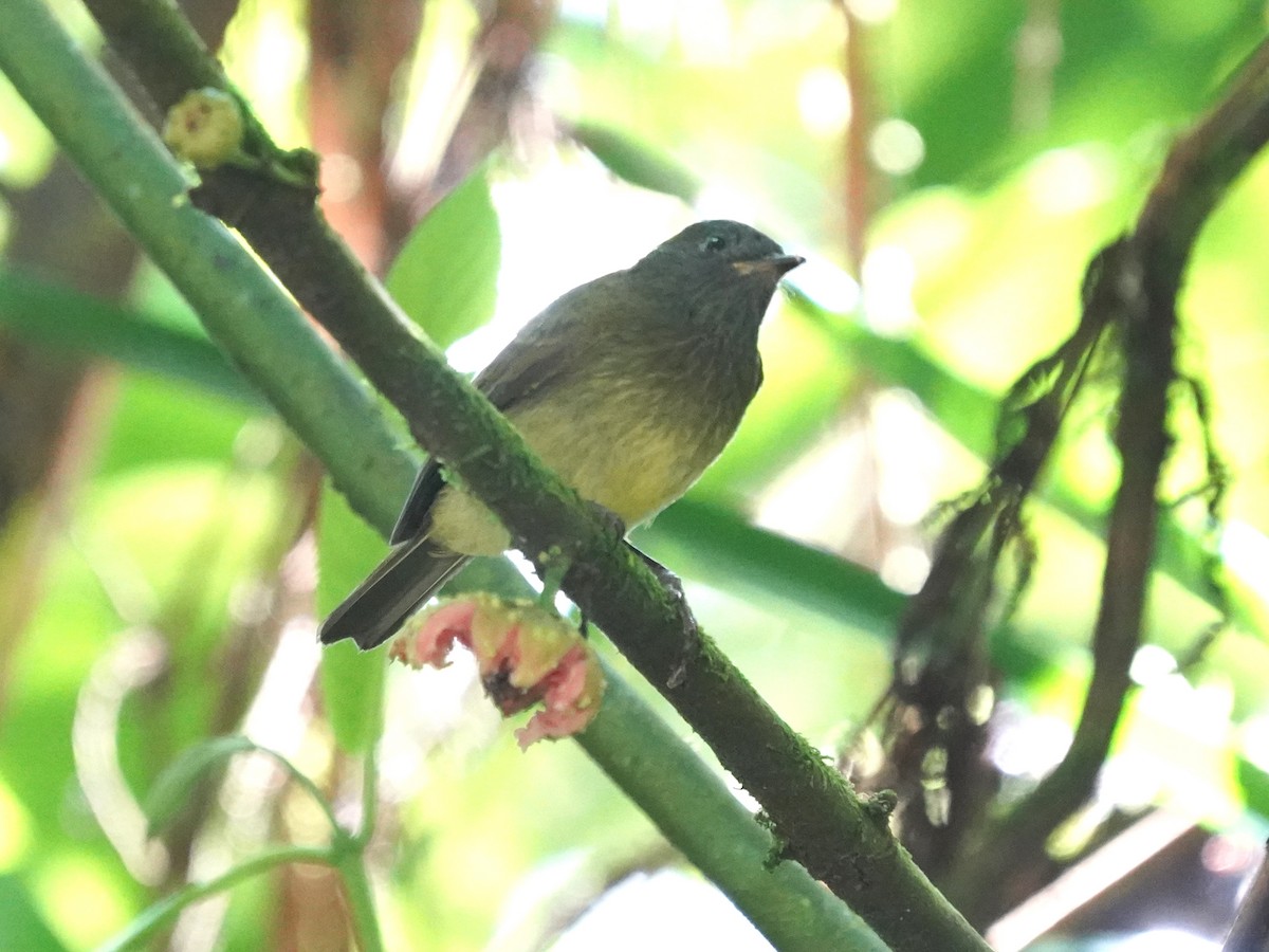 Streak-necked Flycatcher - ML637993404